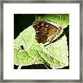Butterfly 2 Framed Print