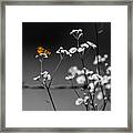 Butterfly And Barb Wire Framed Print