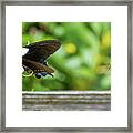 Butterfly And Bee Framed Print