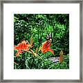 Butterfly And Canna Lilies Framed Print