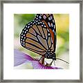 Butterfly And Hibiscus Framed Print