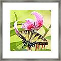 Butterfly And Lily Framed Print