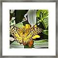Butterfly At Rest Framed Print