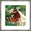 Butterfly Bush Framed Print
