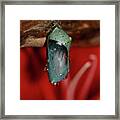 Butterfly Chrysalis And Red Lily Framed Print