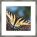 Butterfly Closeup Framed Print