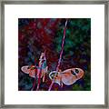 Butterfly Dream Framed Print