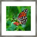 Butterfly Feeding On Lantana Framed Print