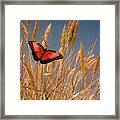 Butterfly Fields Of Grain Red Framed Print