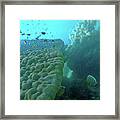 Butterfly Fish Framed Print