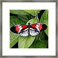 Butterfly World - Piano Key Butterfly Framed Print