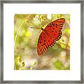 Butterfly Gulf Fritillary On Beach Framed Print