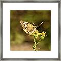 Butterfly In Bokeh Framed Print
