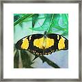 Butterfly In Colored Pencil Framed Print