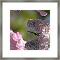 Butterfly In The Lilacs Framed Print