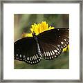 Butterfly, India Framed Print
