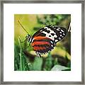 #butterfly #insect #bug #outdoors Framed Print