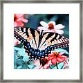 Butterfly Framed Print