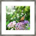 Butterfly Light Framed Print
