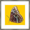 Butterfly Macro Framed Print