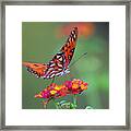 Butterfly Majestic Framed Print