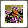 Butterfly Mania Framed Print