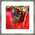 Butterfly Monarch Hatching Framed Print