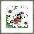 Butterfly On A Daisy Framed Print