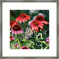 Butterfly On Cone Flowers Framed Print