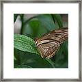 Butterfly On Leaf Framed Print