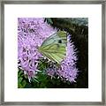 Butterfly On Mauve Flowers Framed Print
