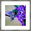 Butterfly On Mountain Laurel Framed Print
