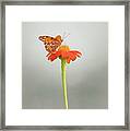 Butterfly On Orange Flower Framed Print