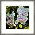 Butterfly Orchids Framed Print