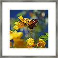 Butterfly Pollinating Flowers Framed Print