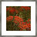 Butterfly Weed Asclepias Tuberosa Framed Print