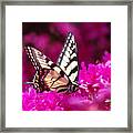 Butterfly1 Framed Print