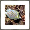 Butterflyfish Close Up Framed Print