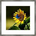 Butterflys-n-flowers Framed Print