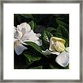 Buttermint Gardenia Framed Print