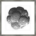 Buttons Chrysanthemums Black And White Framed Print