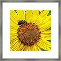 Buzz Word-sunflower Framed Print