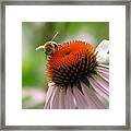 Buzzing The Coneflower Framed Print