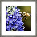 Buzzy In Blue Framed Print