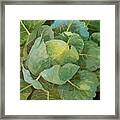 Cabbage Framed Print