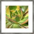 Cactus 4 Framed Print