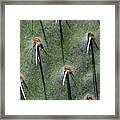 Cactus Abstract 11 Framed Print