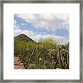 Cactus And Sand Framed Print