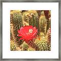 Cactus Bloom Framed Print