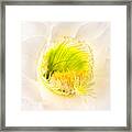 Cactus Bloom Number Five Framed Print